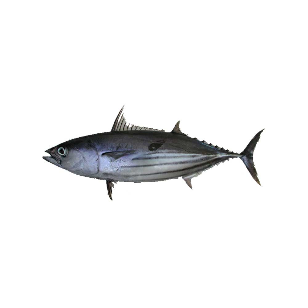 Пеламида что за рыба. Tuna Fish PNG.